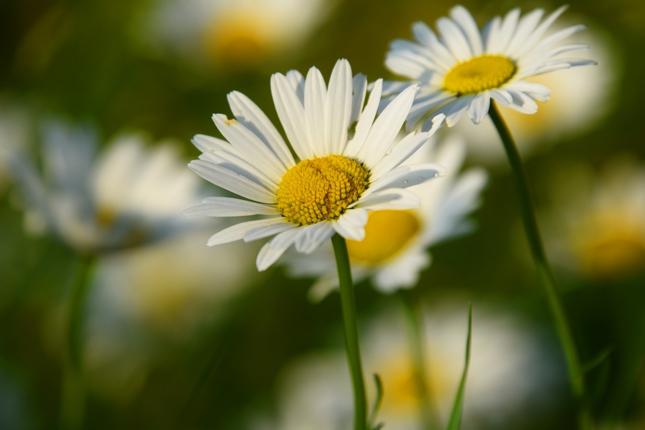 ox-eye-daisy-3454721_1920